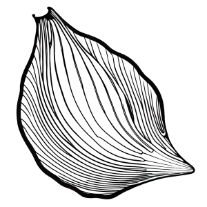 Simple sketch of a conch shell with smooth curves and intricate details