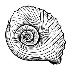 Monochrome drawing of a conch shell with spiral shape and detailed texture