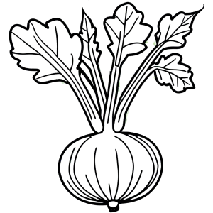 Uncomplicated turnip and green leaves coloring picture