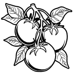 Illustration of tomato plant and ripe fruit for coloring