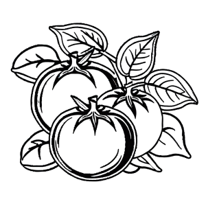 Tomato and small plant illustration for coloring page