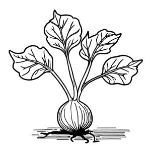 Simple turnip plant and leaves coloring picture