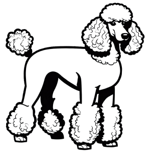 Poodle with fluffy tail walking coloring page