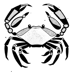 Crab sketch with bubbly background