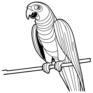 Simple Grey parrot coloring page for children