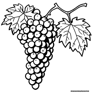 Grapes with leaves and vines coloring page