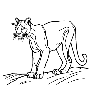 Puma animal in a stalking pose outline drawing for coloring page