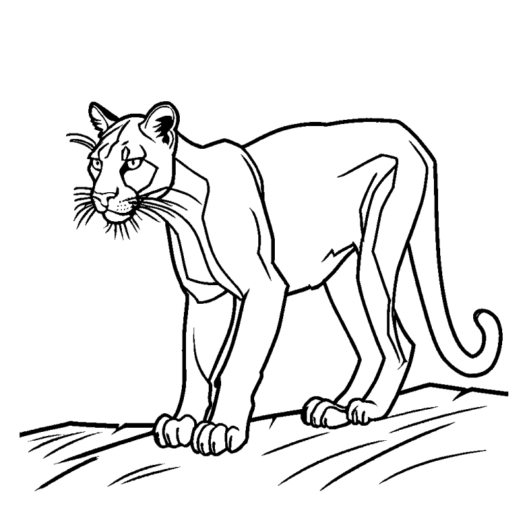 Puma in a stalking pose outline coloring page Lulu Pages