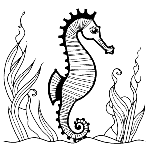 Seahorse outline coloring page on white background
