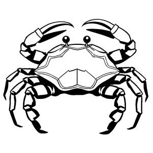Crab sketch walking sideways