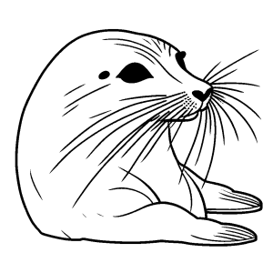 Graceful seal coloring page