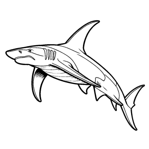 Simple hammerhead shark drawing for coloring