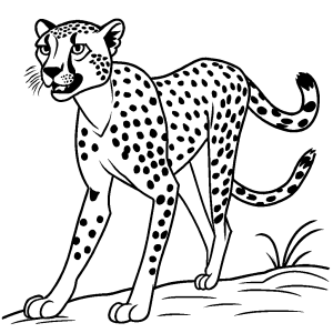 Cheetah running sketch with raised tail for coloring activity coloring page