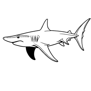 Hammerhead shark outline on white background for coloring
