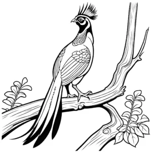 Detailed coloring page of a Pheasant perched on a tree branch coloring page