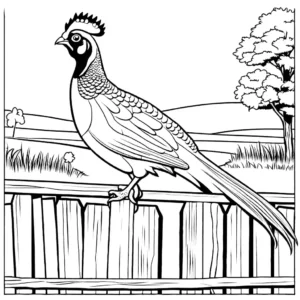 Coloring page of a Pheasant perched on a wooden fence in a rural countryside setting coloring page