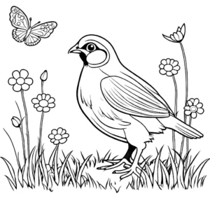 Quail standing in grassy field with flowers and butterflies coloring page