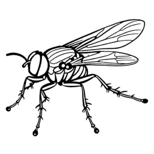 Realistic coloring page of a fly with transparent wings and a hairy body coloring page
