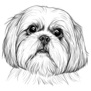 Shih Tzu dog line drawing for coloring page