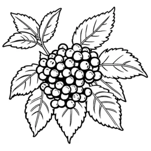 Healthy blackberry bush with green leaves and ripe berries coloring page