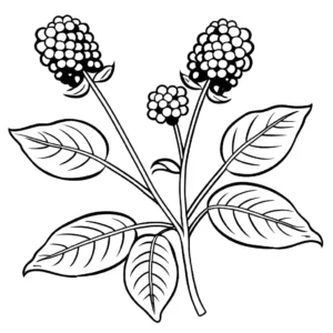 Blooming blackberry plant with purple flowers and growing fruits coloring page