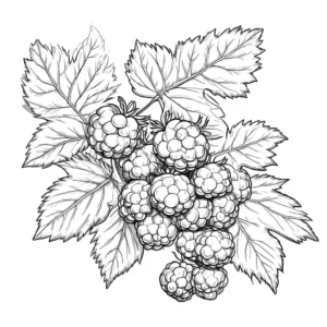 Cluster of blackberries with leaves outline coloring page