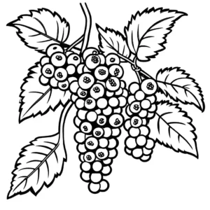 Fresh blackberries hanging from a vine ready to be picked coloring page