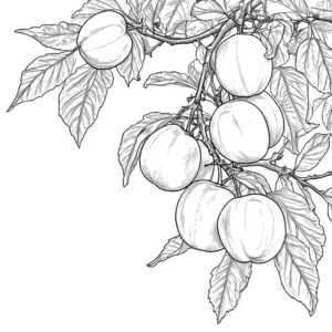 Peach tree with ripe peaches hanging from the branches coloring page