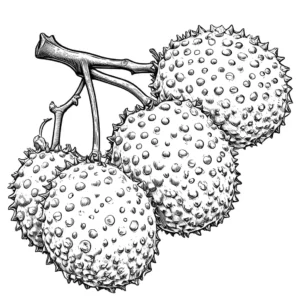Simple and bumpy Lychees fruits drawing for coloring fun coloring page