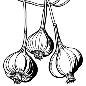 Cluster of garlic bulbs hanging, well-defined patterns for coloring.