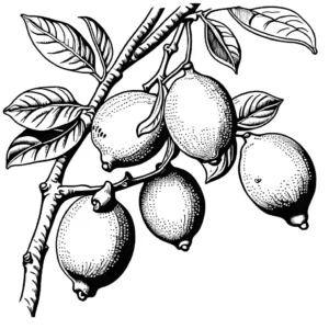 Coloring page drawing of a lemon tree branch with multiple lemons.