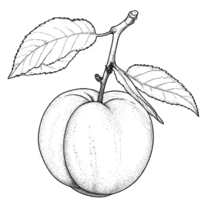 Nectarine on a stem with leaves, vector line drawing, no background coloring page