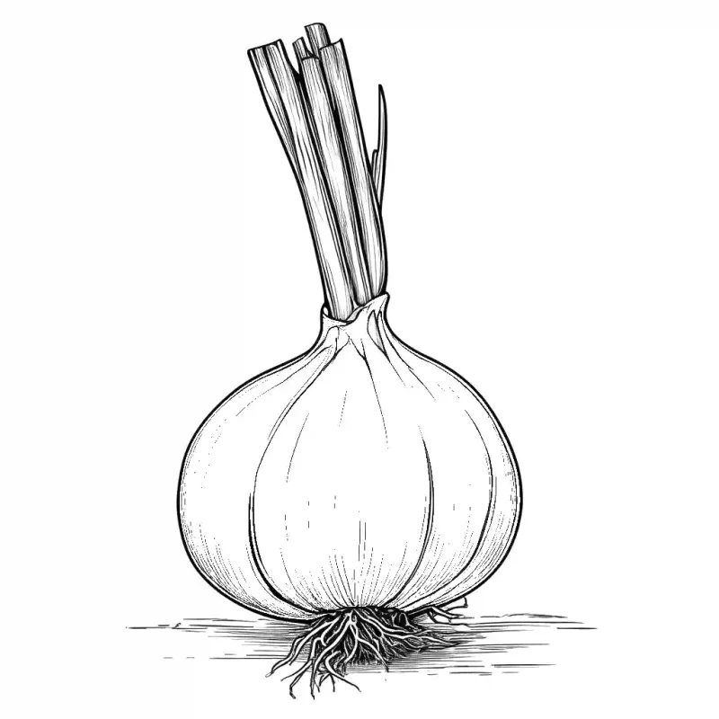 Coloring page of an onion Lulu Pages